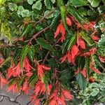 Begonia boliviensis Хабит