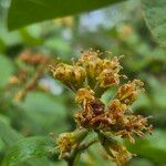Cordia monoica Flor