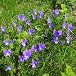 Viola bubanii Habitatea