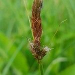 Carex disticha 花