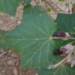 Phymosia umbellata Folha