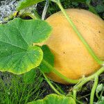 Cucurbita maxima Fruto