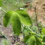 Passiflora subpeltata Blad