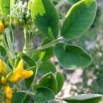 Medicago arborea Φύλλο