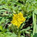 Solanum rostratumКвітка