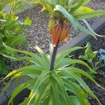 Fritillaria imperialis Folha