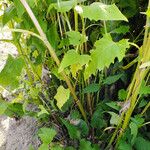 Silphium perfoliatum Kabuk
