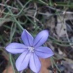 Aphyllanthes monspeliensis Blomma