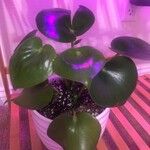 Peperomia polybotrya 'Raindrop'葉