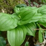 Maianthemum bifolium Лист