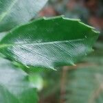 Ilex meserveae Leaf