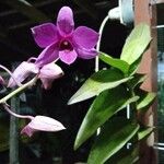Dendrobium spp. Blomst