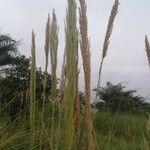 Loudetia phragmitoides Flor