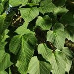 Acer capillipes Folha