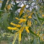 Acacia auriculiformis Cvet