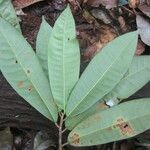 Naucleopsis naga Folha