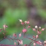 Heuchera rubescens Plod