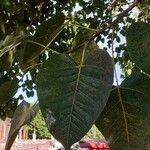 Ficus religiosa Φύλλο