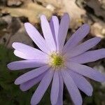 Anemone blandaফুল