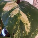Epipremnum aureum Hoja