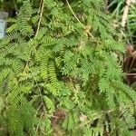 Acacia farnesiana पत्ता
