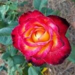 Rosa chinensis Kvet
