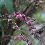 Symphoricarpos orbiculatus Frukto