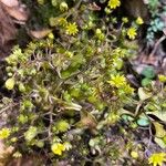 Aichryson divaricatum Flor