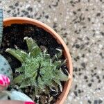 Haworthia arachnoidea Leaf