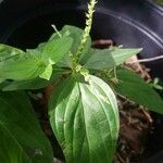 Spigelia anthelmia Blad