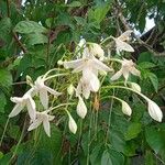 Millingtonia hortensis Flower