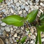 Saururus cernuus Leaf