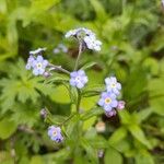 Myosotis arvensis花