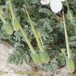 Erodium cheilanthifolium Owoc