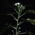 Begonia salaziensis Flor
