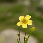 Ranunculus lingua Floare