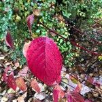 Cornus rugosa Feuille