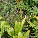 Allium victorialis Habit