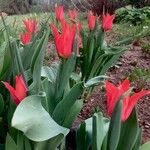Tulipa agenensis অভ্যাস
