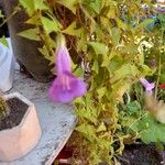 Maurandya barclayana Flor