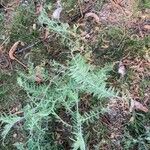 Vicia villosa Frunză