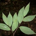 Ephedranthus guianensis ഇല