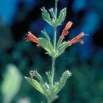 Clinopodium mimuloides Цветок