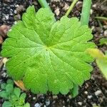 Geranium aculeolatum Leaf