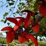 Erythrina crista-galli Blomst