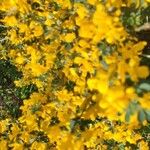 Cytisus balansae Flower