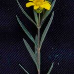 Aspilia foliosa Virág
