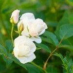 Rosa moschata Λουλούδι
