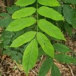 Wisteria frutescens Leaf