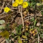 Helianthemum cinereum Habit